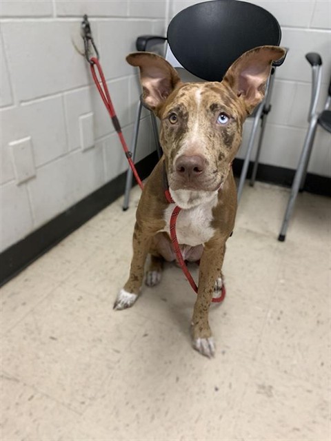 Adoptable Dog
