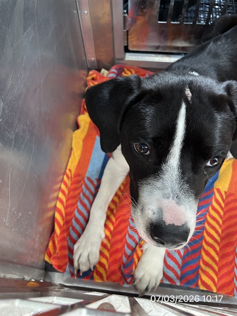Adoptable Dog