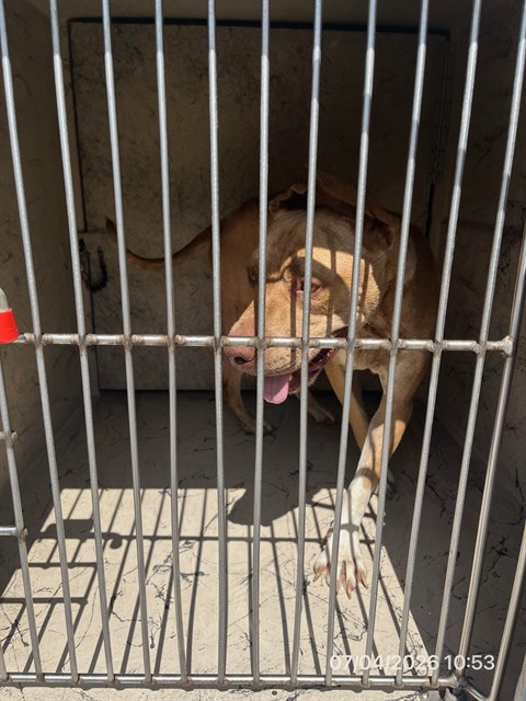 Adoptable Dog