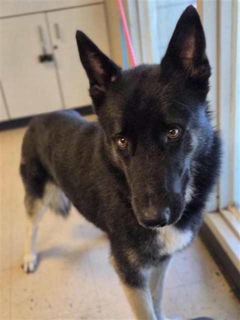 Adoptable Dog