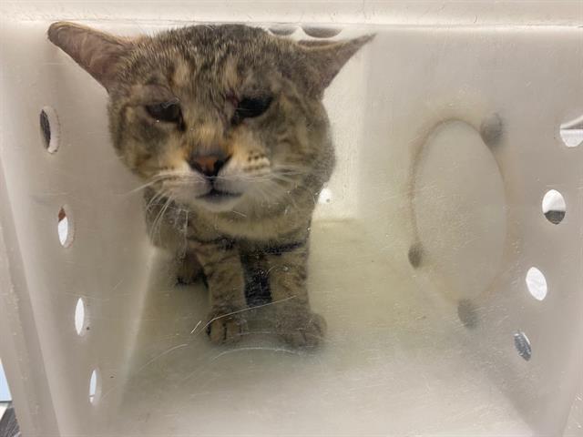Adoptable Cat