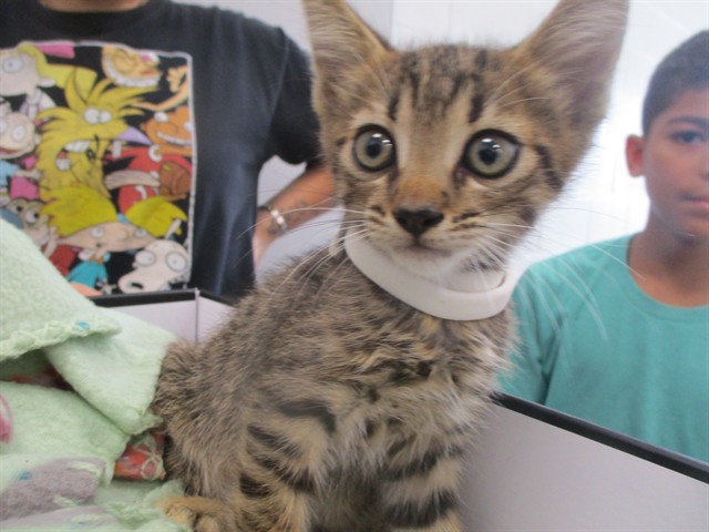 Adoptable Cat