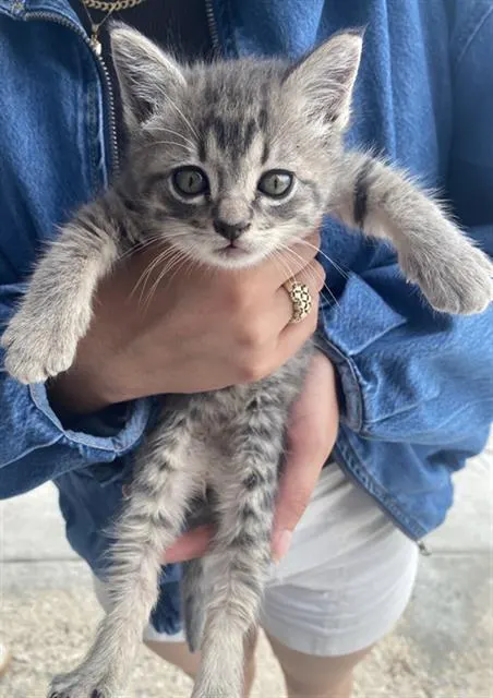 Pepper