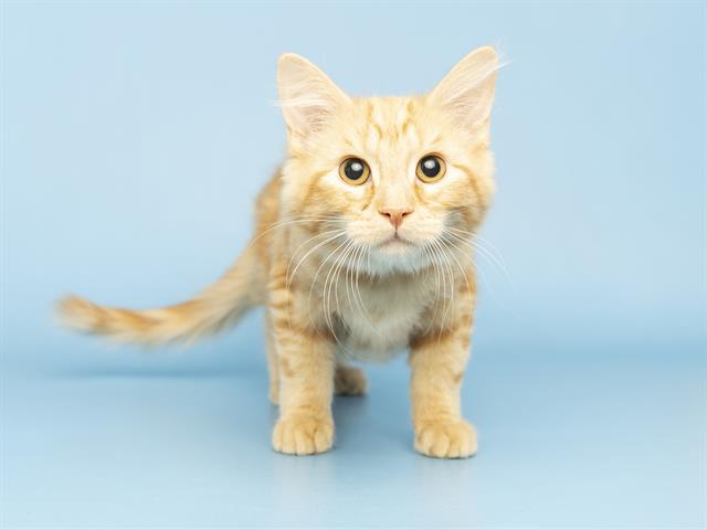 Simba