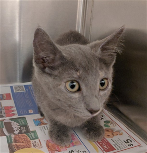 Adoptable Cat