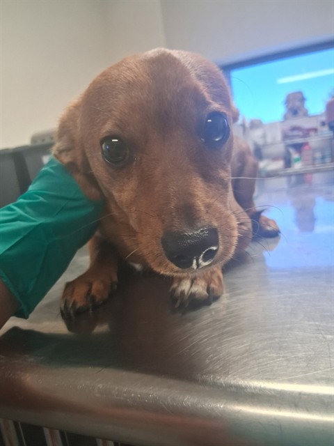 Adoptable Dog