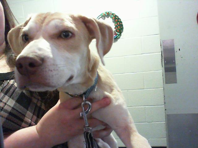Adoptable Dog