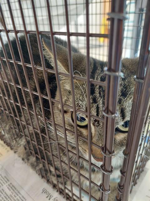 Adoptable Cat