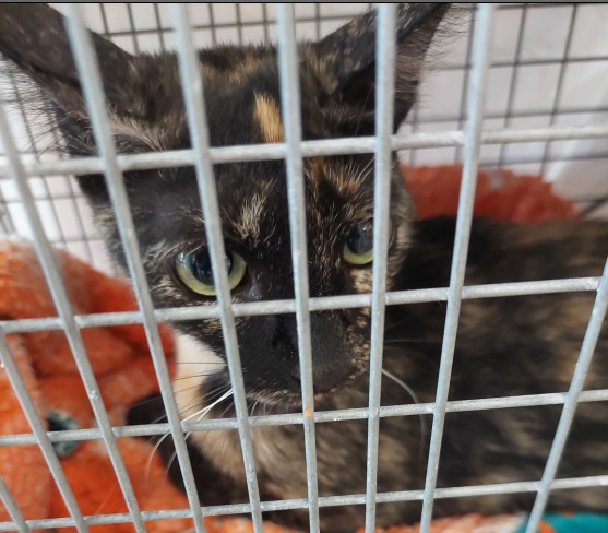 Adoptable Cat