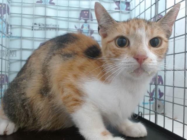 Adoptable Cat