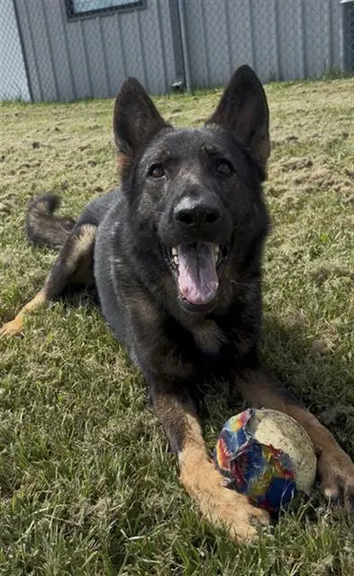 Dusty