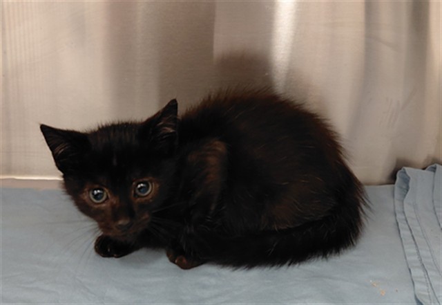 Kitty Male