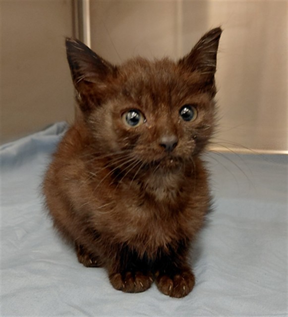 Kitty Male