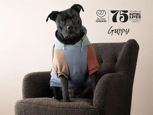 Guppy