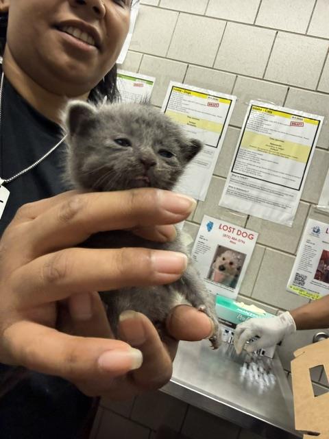 Adoptable Cat