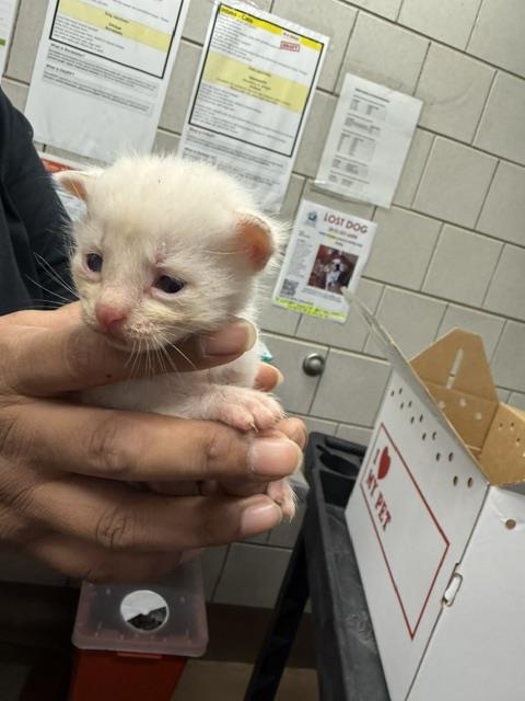 Adoptable Cat