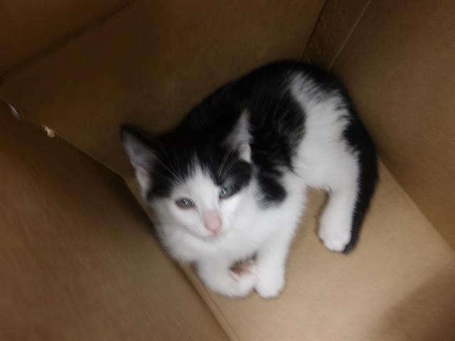 Adoptable Cat