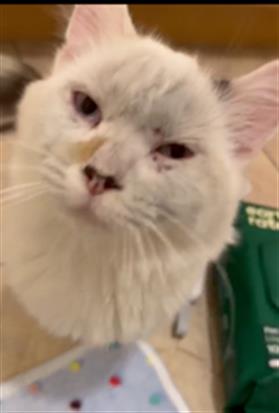 Adoptable Cat