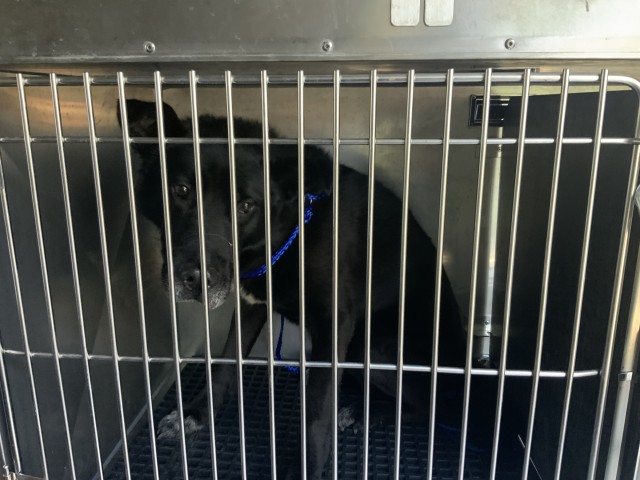 Adoptable Dog