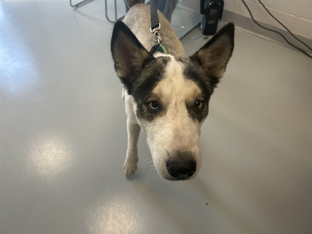 Rex