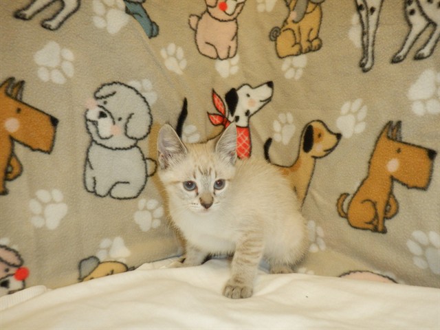 Vivie
