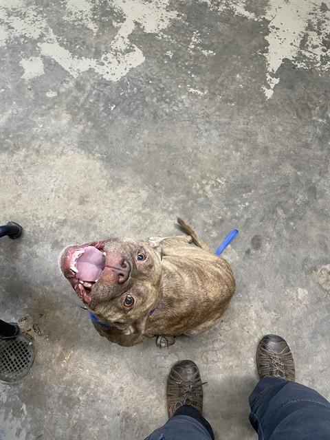 Trixie