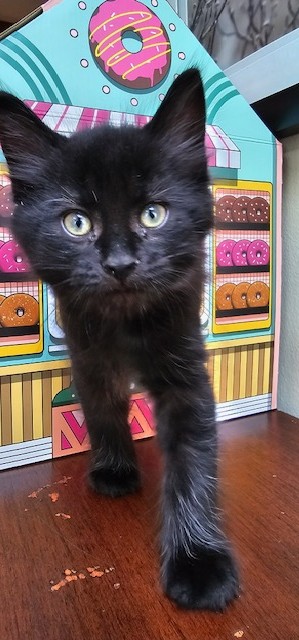 Ranger