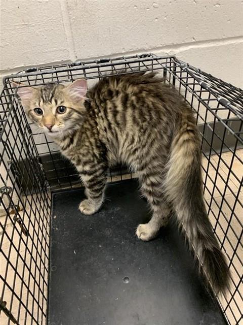 Adoptable Cat