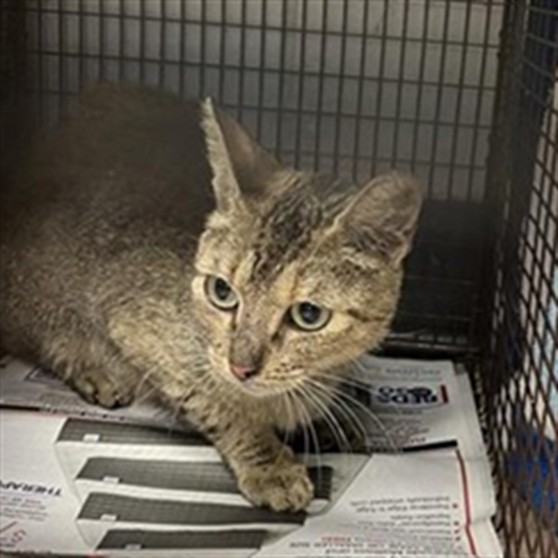 Adoptable Cat