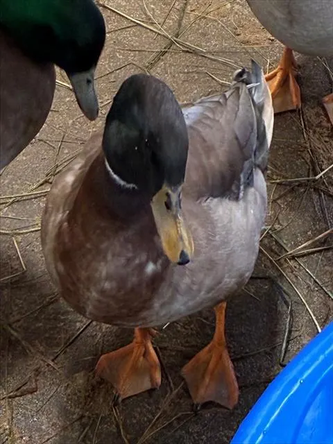 Nacho