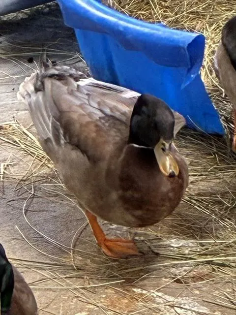 Pringles