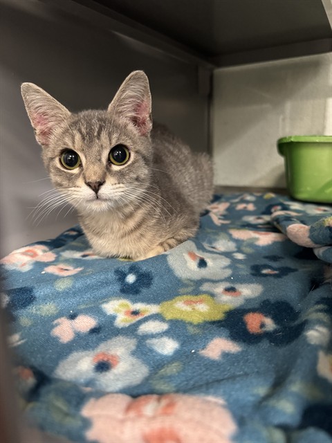 Nala