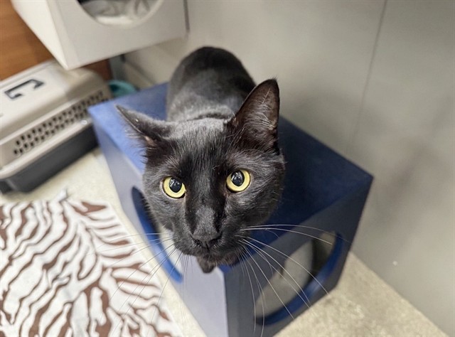 Artemis