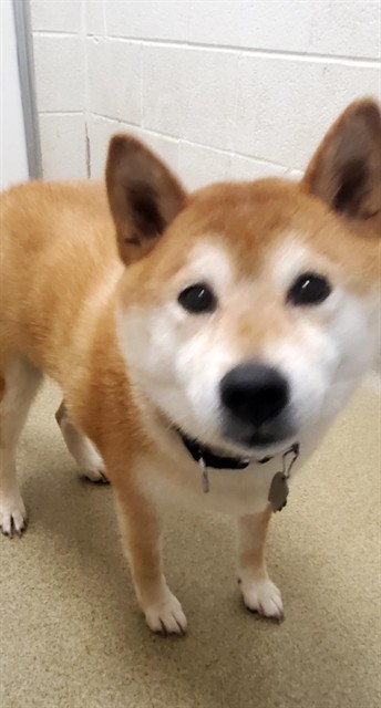 Hiro