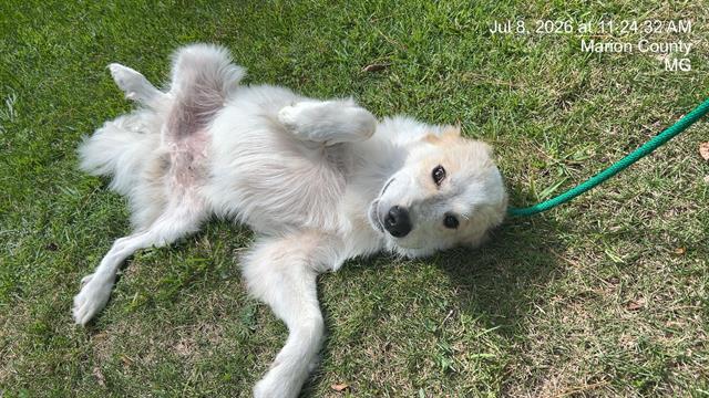 Adoptable Dog