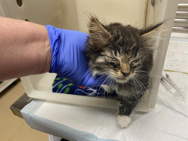 Adoptable Cat