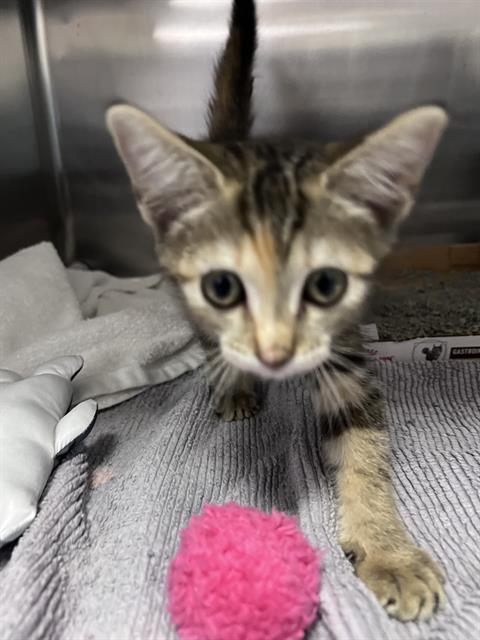 Adoptable Cat