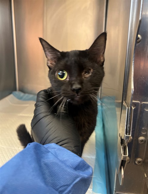 Adoptable Cat