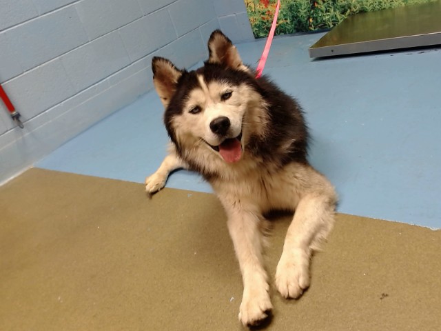 Adoptable Dog