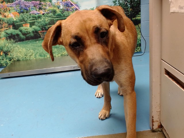 Adoptable Dog