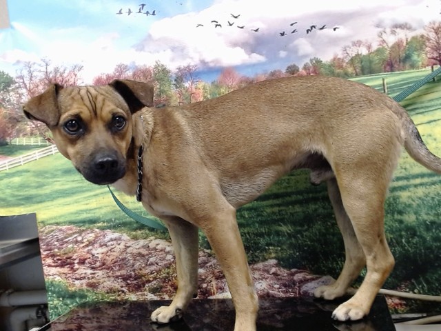 Adoptable Dog