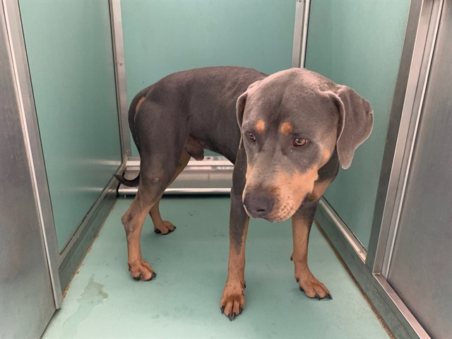 Adoptable Dog
