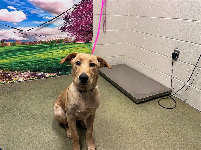 Adoptable Dog
