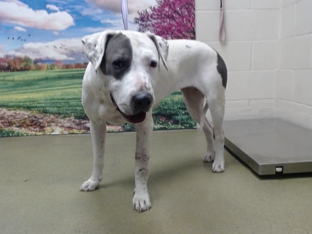 Adoptable Dog