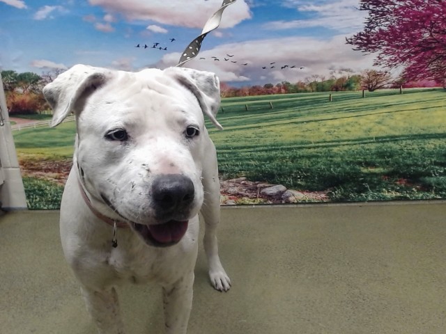Adoptable Dog