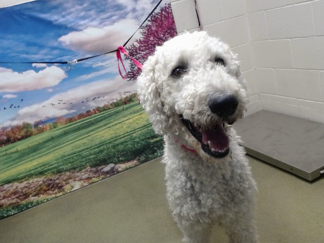 Adoptable Dog