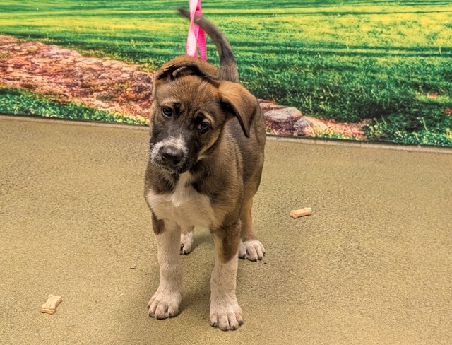 Adoptable Dog