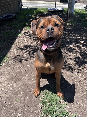 Dozer