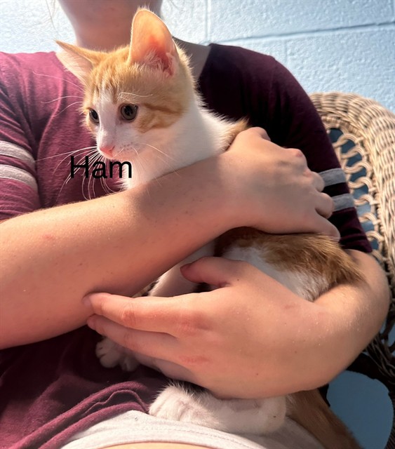 Ham