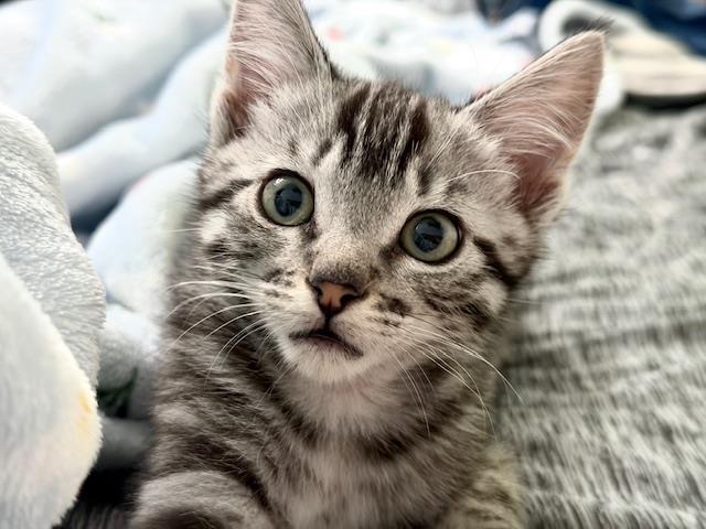Benito